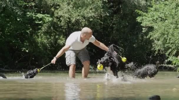 スローモーション:楽しい男性の所有者は、国境コリー犬のパックとさわやかな川で遊んでいます。遊び心のある飼い主が持つ黄色いおもちゃのボールを引っ張るフリッキーな黒い犬。子犬のための素晴らしい屋外活動. - 映像、動画