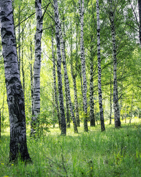 A scene of beautiful sunset in a birch forest on a sunny early summer or spring evening. Vertical Landscape. - Фото, зображення