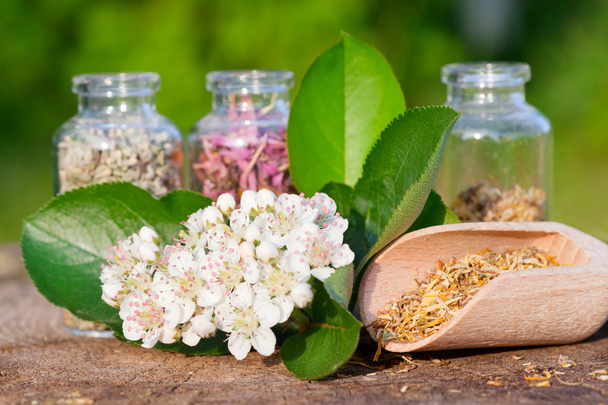 Healing herbs in glass bottles, herbal medicine - Фото, изображение