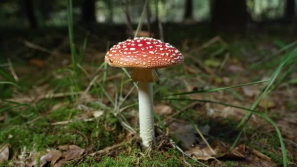 スローモーションクローズアップ:秋に苔むした地面に成長する大きな赤い有毒キノコアマンティアムスカリア。静かな秋の森の中で致命的なキノコ。肥沃な森林土壌に発芽美しいサンゴの真菌 - 映像、動画