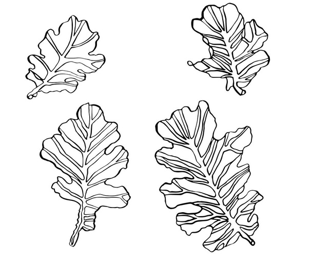 Ozdobny zestaw tusz do rysowania liści dębu z chudy - Wektor, obraz