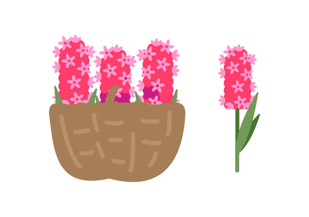 Pink Flowers in Basket, Blooming Hyacinth Isolated - Vecteur, image