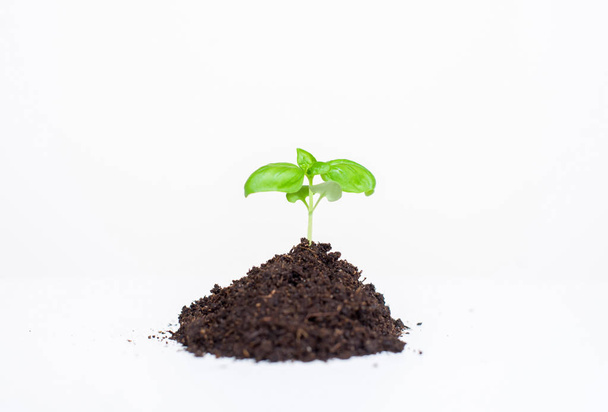 Young seedling plant in the ground on a white background - Photo, Image
