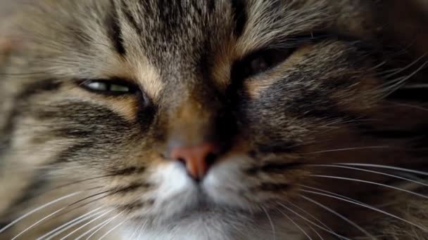 Roztomilý ústí mourovatá kočka domácí zblízka - Záběry, video