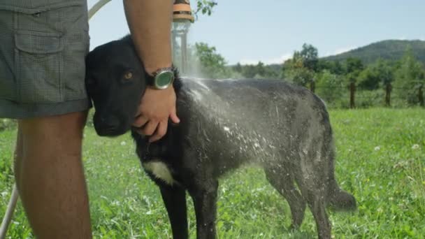 Yavaş Hareket, Yakın Çekim: Sahibi bahçe hortumu ile yıkarken hareketsiz duran parlak siyah köpek. Otlu çayırda sahibi tarafından temizlenen köpek yavrusu. Sıcak güneş ışığı altında duran Damlama ıslak siyah kaplı köpek. - Video, Çekim