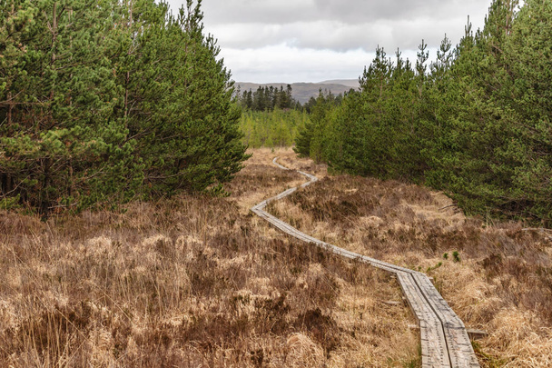 Západní cesta v bažině s borovicovým lesem kolem - Fotografie, Obrázek