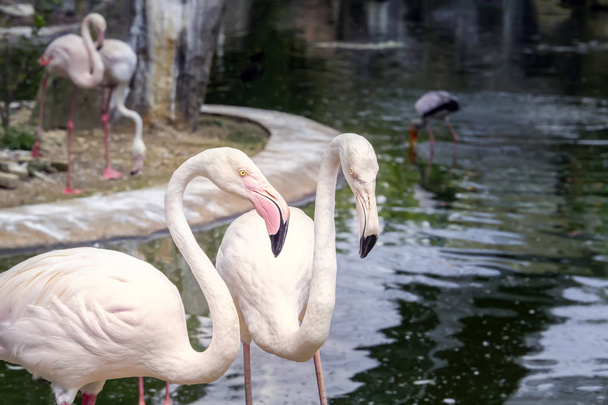 Pair of pink flamingos on a lake with a waterfall in Kuala Lumpur bird park. Close-up - Photo, Image