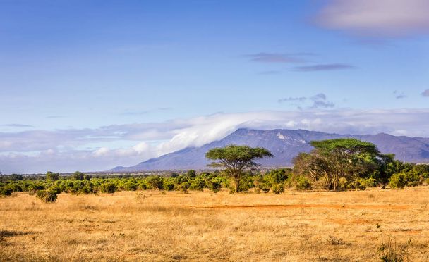 Пейзаж равнин Саванны в Кении
 - Фото, изображение