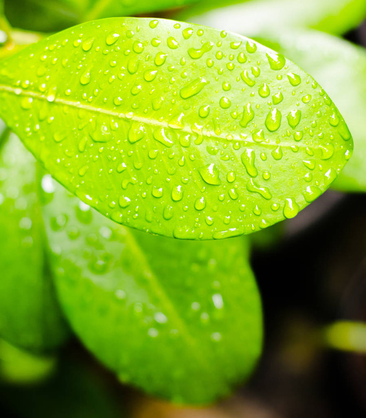 Влажная поверхность листьев
 - Фото, изображение