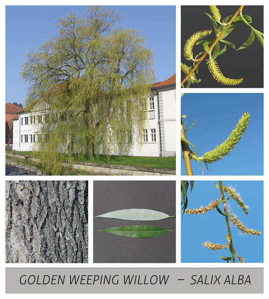 wilg, Treurwilg, gouden wilg, Salix, Alba, vitellina, tristis - Foto, afbeelding