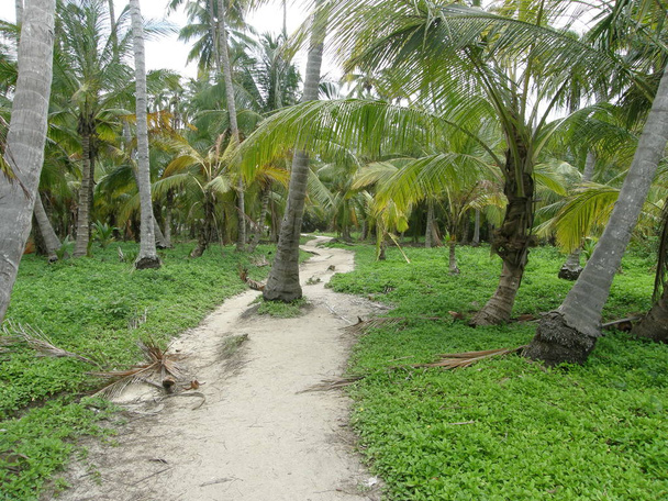 Jungle path at Tayrona Park, Colombia - Foto, afbeelding