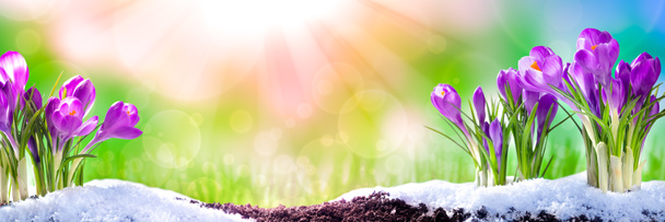 Bandiera Di Crochi Viola Fioritura In Giardino Terreno Con Scioglimento Neve E Sole Primavera
 - Foto, immagini