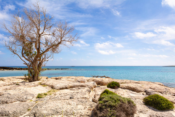 Strom na skalnaté a divoké pobřeží pláže Elafonisi. Ostrov Kréta, Řecko, Evropa. - Fotografie, Obrázek