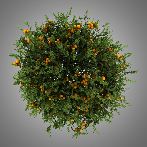 вид зверху на апельсинове дерево ізольоване на сірому фоні
 - Фото, зображення