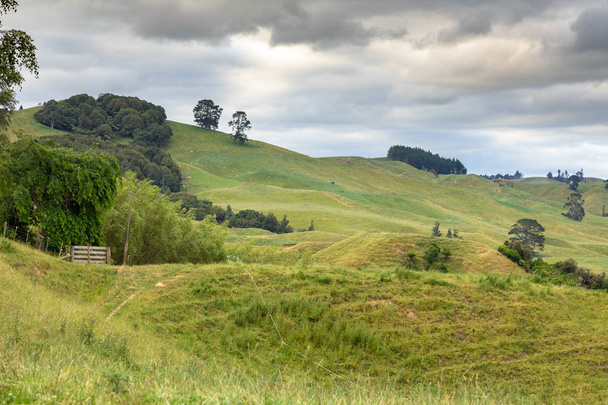 typical rural landscape in New Zealand - Фото, изображение