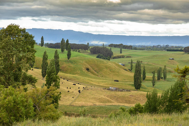 typical rural landscape in New Zealand - Фото, зображення