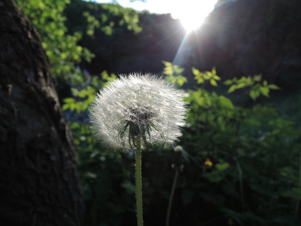 fluffy dandelion flower on the field in the evening in the sunset - Photo, Image