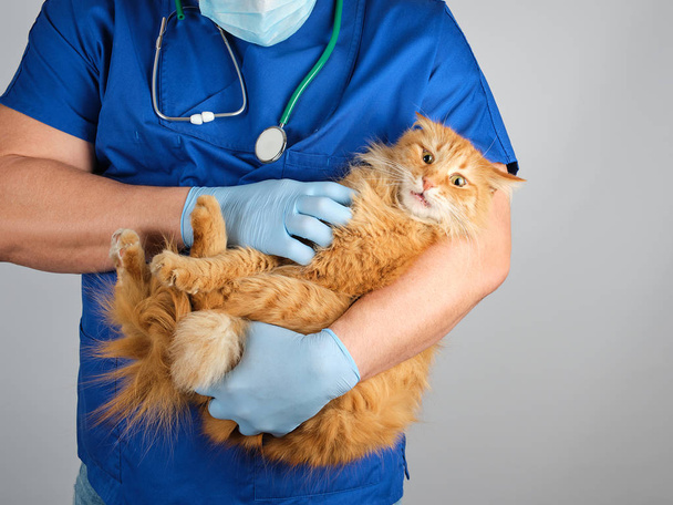 Doktor veteriner içinde mavi üniforma tutan bir kabarık kırmızı kedi - Fotoğraf, Görsel