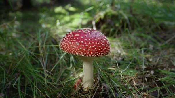 SLOW MOTION CLOSE UP Beautiful red mushroom amantia muscaria growing in nature on a grassy floor. Coral fly-agaric fungi wildly sprouting in a meadow. Big red poisonous mushroom on sunny autumn day. - Footage, Video