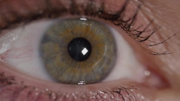 CLOSE UP MACRO: Detail of pretty  green eye blinking and looking into camera. Focused pitch black pupil dilating with different light. Macro shot of an beautiful female eye. Macro pupil and iris eye. - Footage, Video