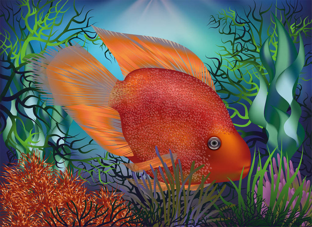 Underwater background with fish Red Parrot, vector illustration - Vektori, kuva