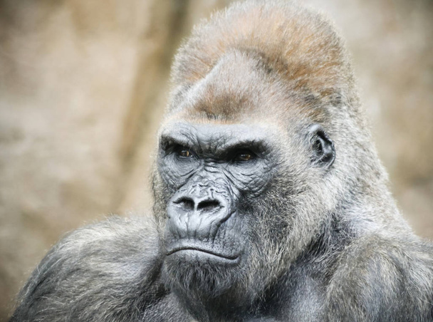 Un retrato de un gorila espalda plateada
 - Foto, imagen
