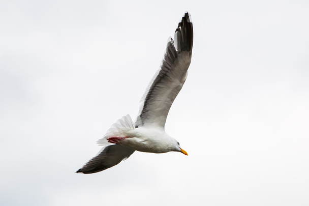 λευκός γλάρος που πετάει ψηλά στον ουρανό - Φωτογραφία, εικόνα
