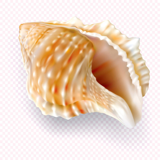 透明の背景にエキゾチックな貝殻 - ベクター画像