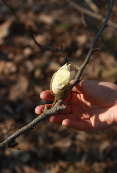 white magnolia flower in female hand. - Photo, Image