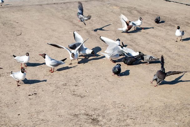 Οι λευκοί γλάροι και τα περιστέρια περιμένουν να τους πετάξουν φαγητό, σημαδεύοντας τον χρόνο στο τσιμεντένιο ανάχωμα από τη δεξαμενή. - Φωτογραφία, εικόνα