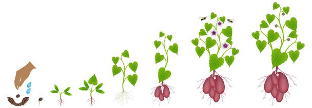 Cyclus van de groei van zoete aardappelplant op een witte achtergrond. - Vector, afbeelding
