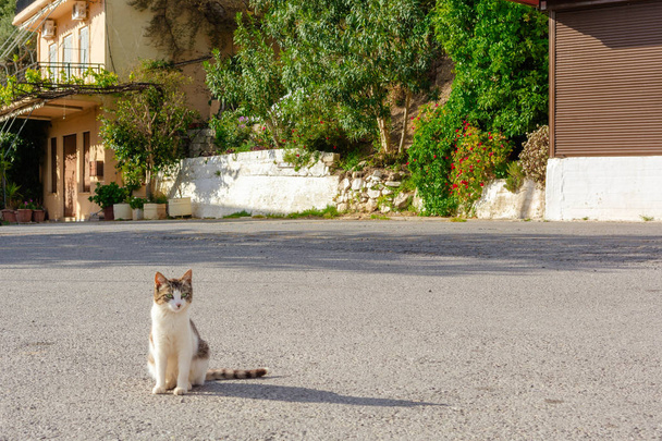 The cat sits on the street and basks in the sun. Traditional Greek village in the mountains of Crete, Greece. - Foto, Bild