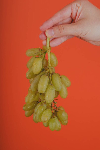 Person holding bunch of ripe green grapeCrop hand demonstrating bunch of ripe wet grape on bright coral background - 写真・画像