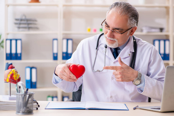 Idősebb férfi orvos kardiológus szív modell  - Fotó, kép