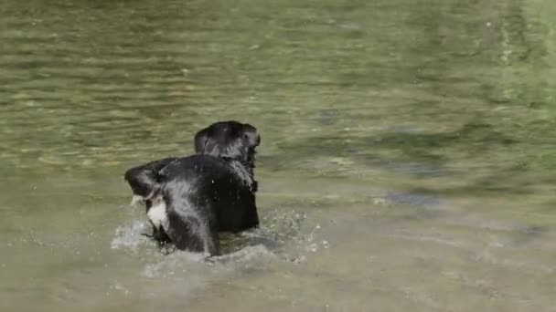 スローモーション:興奮したボーダーコリーは、そのふさふさした尾を振り、浅い川で遊んでいます。遊び心のある黒い犬は、その口の中に黄色のボールを保持し、暖かい晴れた日にさわやかな湖の水の周りにジャンプ. - 映像、動画