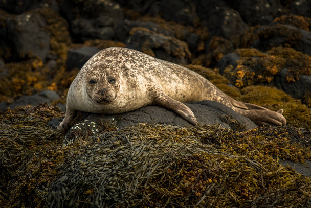 Relaxing Common Seal At the Coast Near Dunvegan Castle On the Isle of Skye in Scotland
 - Фото, изображение
