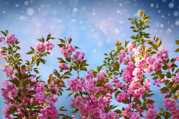 Bonito florescimento cereja japonesa - Sakura. Fundo com flores em um dia de primavera. Primavera.
 - Foto, Imagem