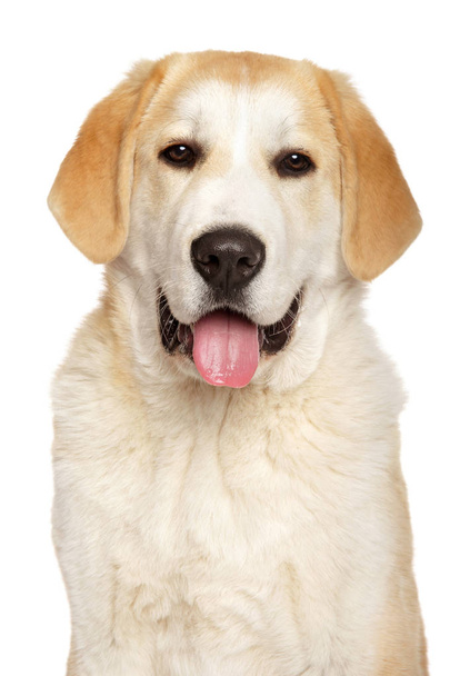 Happy Alabai dog on white background - Фото, изображение