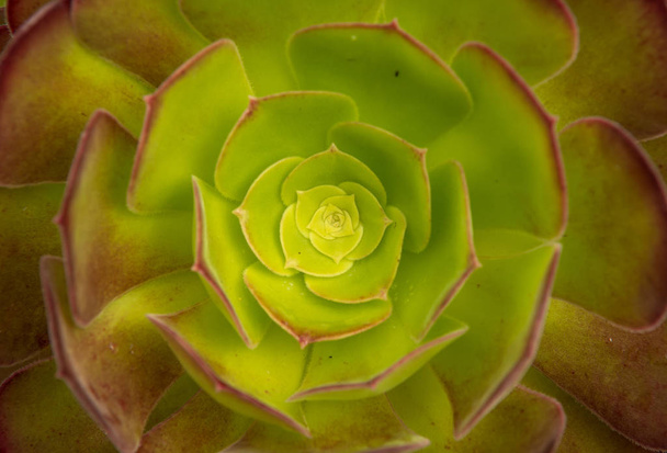 Деталь свежего зеленого суккулентного растения с чистыми капельками дождя на его красочных листьях
 - Фото, изображение