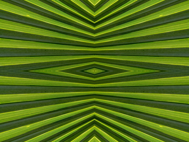 Tuore vihreä palmunlehti neliökuvio
 - Valokuva, kuva