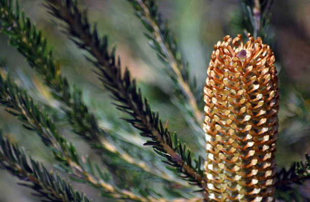 Close-up van onrijpe Australische native Banksia ericifolia inflorescence, familie Proteaceae, Royal National Park, Sydney, NSW, Australië. De gemeenschappelijke naam is Heath-leaved Banksia. Endemisch in de centrale kust van Nieuw-Zuid-Wales. - Foto, afbeelding