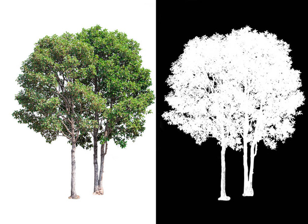 yksittäinen puu läpinäkyvällä kuvataustalla leikkauspolulla, yksittäinen puu leikkauspolulla ja alfa-kanava mustalla taustalla
 - Valokuva, kuva
