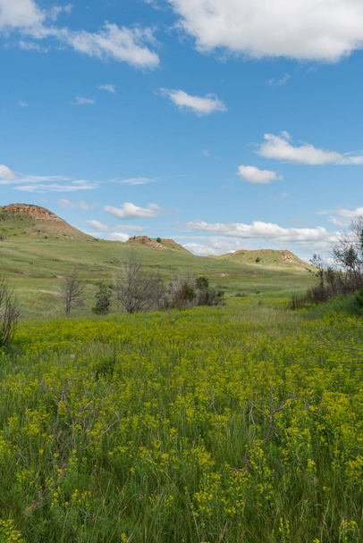 Lage hoek van bloemen op de Prairie - Foto, afbeelding