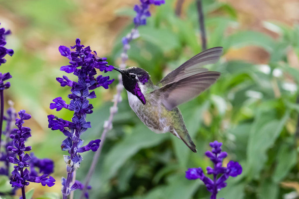 Hummingbird di Costa (calypte costae) in bilico; testa viola brillante, nutrendosi di fiori viola. Nel deserto sonoro dell'Arizona
.  - Foto, immagini