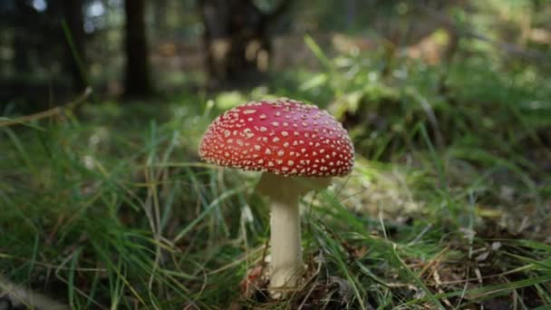 SLOW MOTION CLOSE UP Beautiful red mushroom amantia muscaria growing in nature on a grassy floor. Coral fly-agaric fungi wildly sprouting in a meadow. Big red poisonous mushroom on sunny autumn day. - Footage, Video