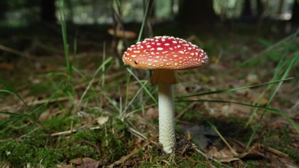 Slow Motion close up: mooie rode paddenstoel Amanita zwam groeit diep in de herfst bossen. Giftige paddenstoel vliegen Amanita op mossy forest Ground in late herfst. Grote rode moushroom op zonnige herfst dag. - Video
