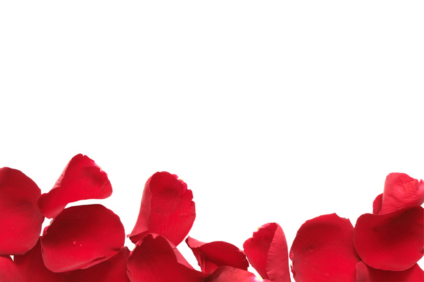 rode roos bloemblad grens - Foto, afbeelding