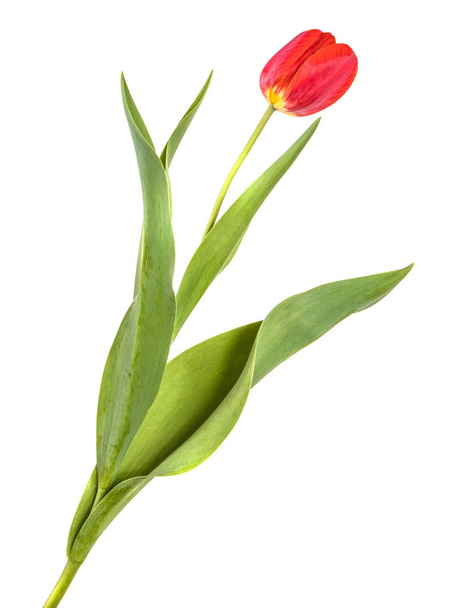 one red tulip. Isolated on white background - Photo, Image