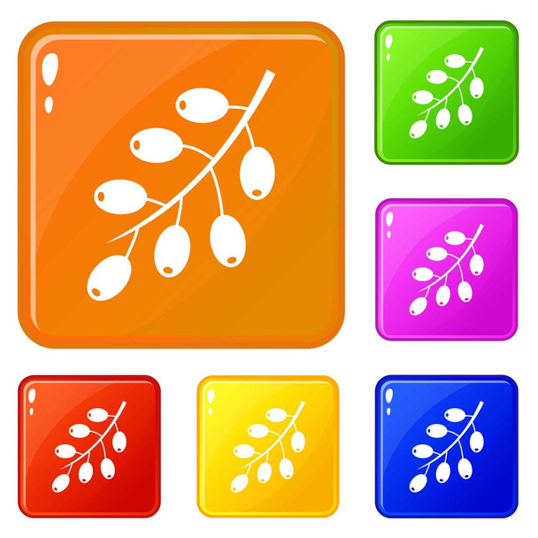 Barberry branch icons set vector color - Διάνυσμα, εικόνα