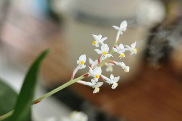 takje van een orchidee met kleine witte bloesems - Foto, afbeelding